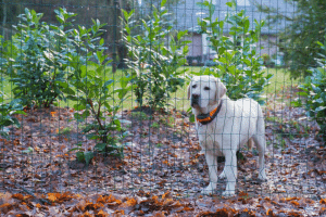 Read more about the article Things To Consider When Getting a Fence For Your Dog