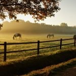 Fencing for Farm and Agricultural Applications