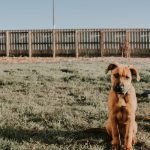 Fencing as a Sustainable Landscaping Solution